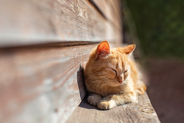 Chats et grandes chaleurs